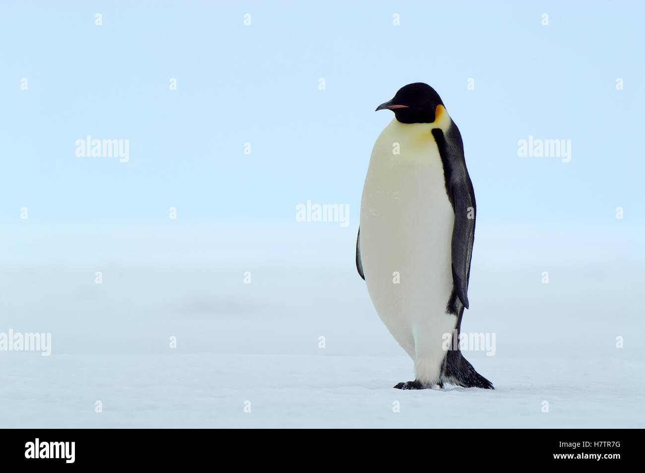 Emperor Penguin (Aptenodytes forsteri) on ice, Antarctica Stock Photo ...