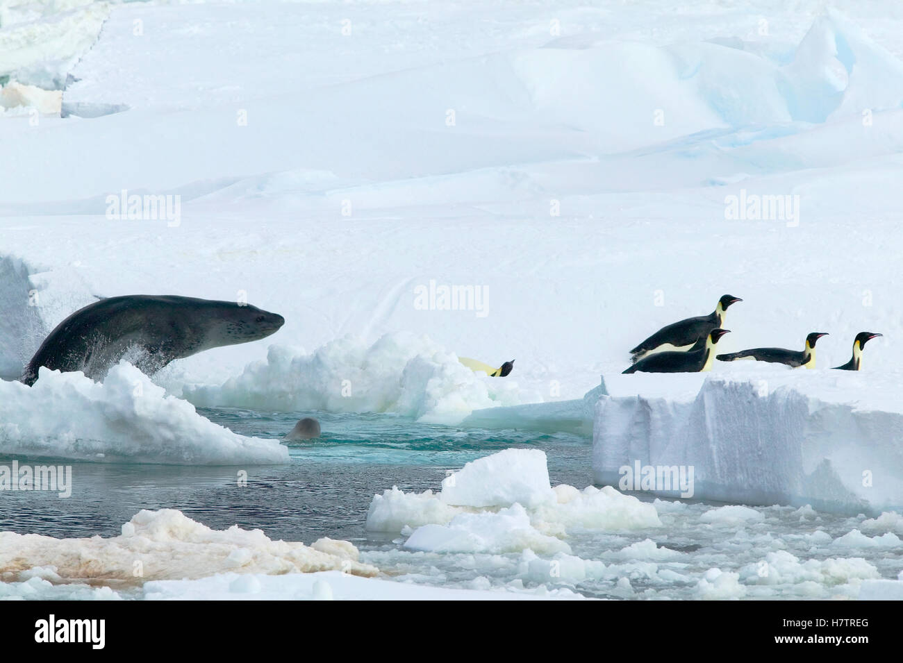 Leopard Seal Hydrurga Leptonyx Hunting Emperor Penguin Aptenodytes Leopard Seal Hydrurga Leptonyx Hunting Emperor Penguin Aptenodytes