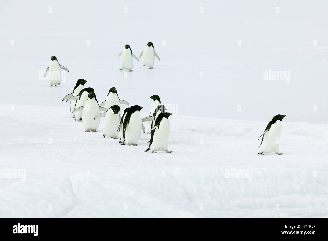 Adelie Penguin (Pygoscelis adeliae) group walking, Antarctica Stock ...