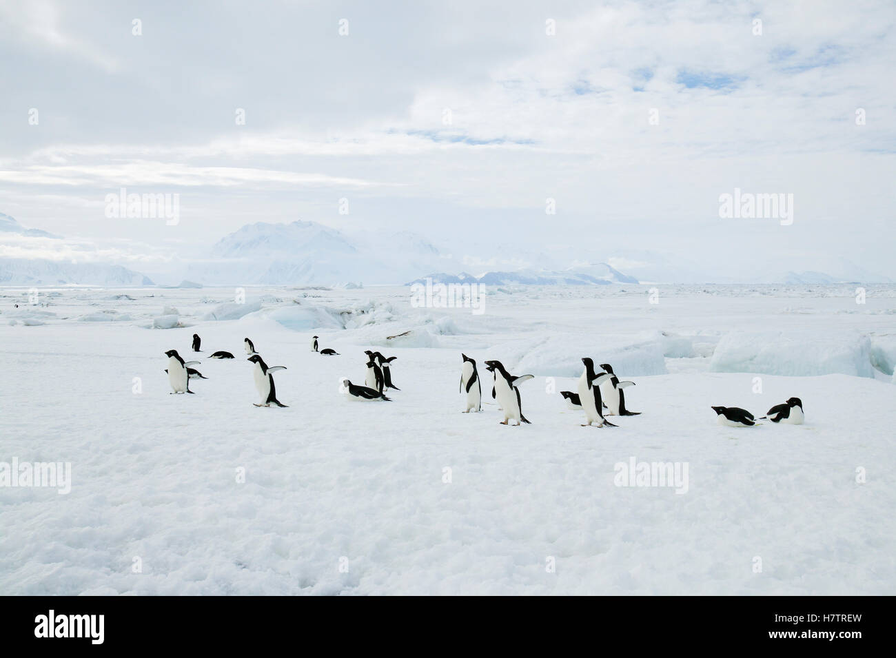Adelie Penguin (Pygoscelis adeliae) group walking, Antarctica Stock ...