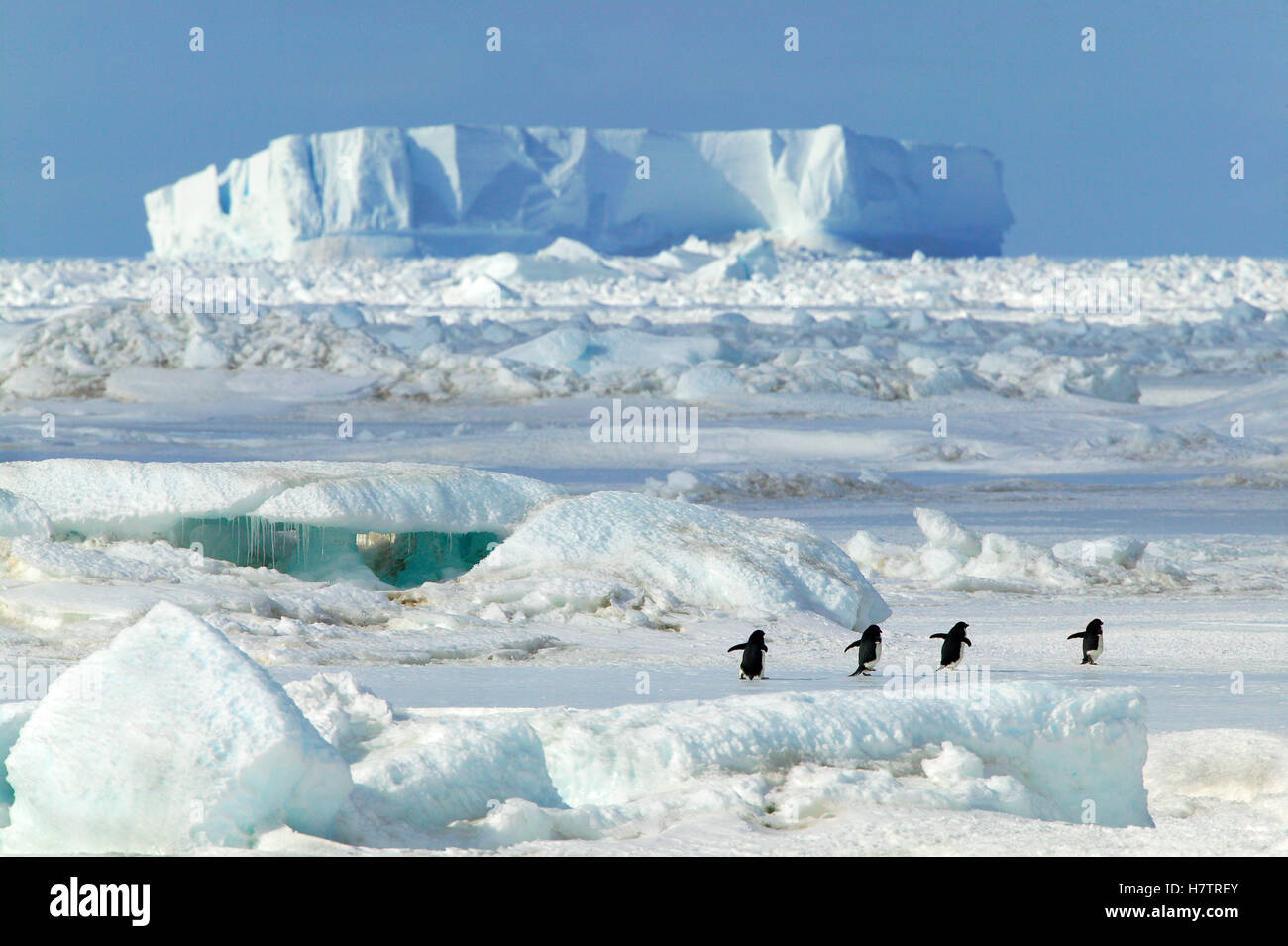 Adelie Penguin (Pygoscelis adeliae) group walking, Cape Hallett