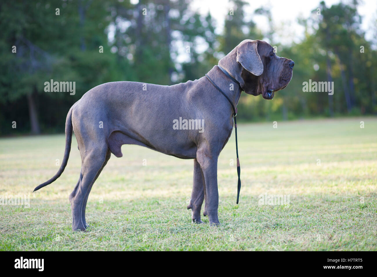 Male great dane hi res stock photography and images Page 2 Alamy
