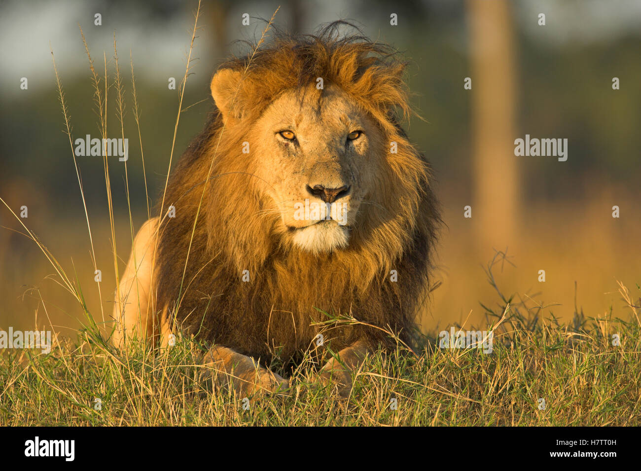 African Lion (Panthera leo) male, Masai Mara National Reserve, Kenya ...