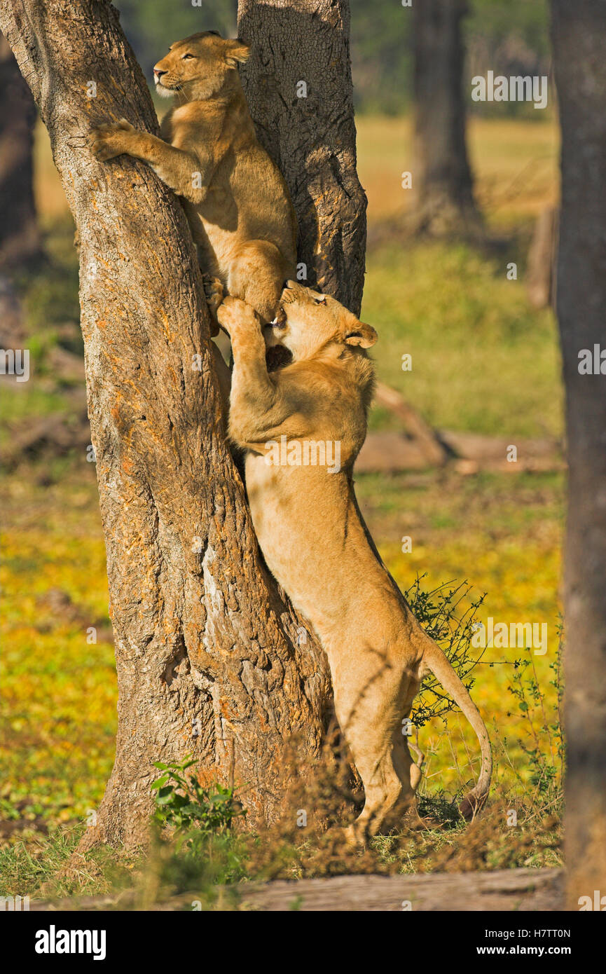 African Lion Panthera Leo Female Biting Juvenile Climbing A Tree Masai Mara National Reserve