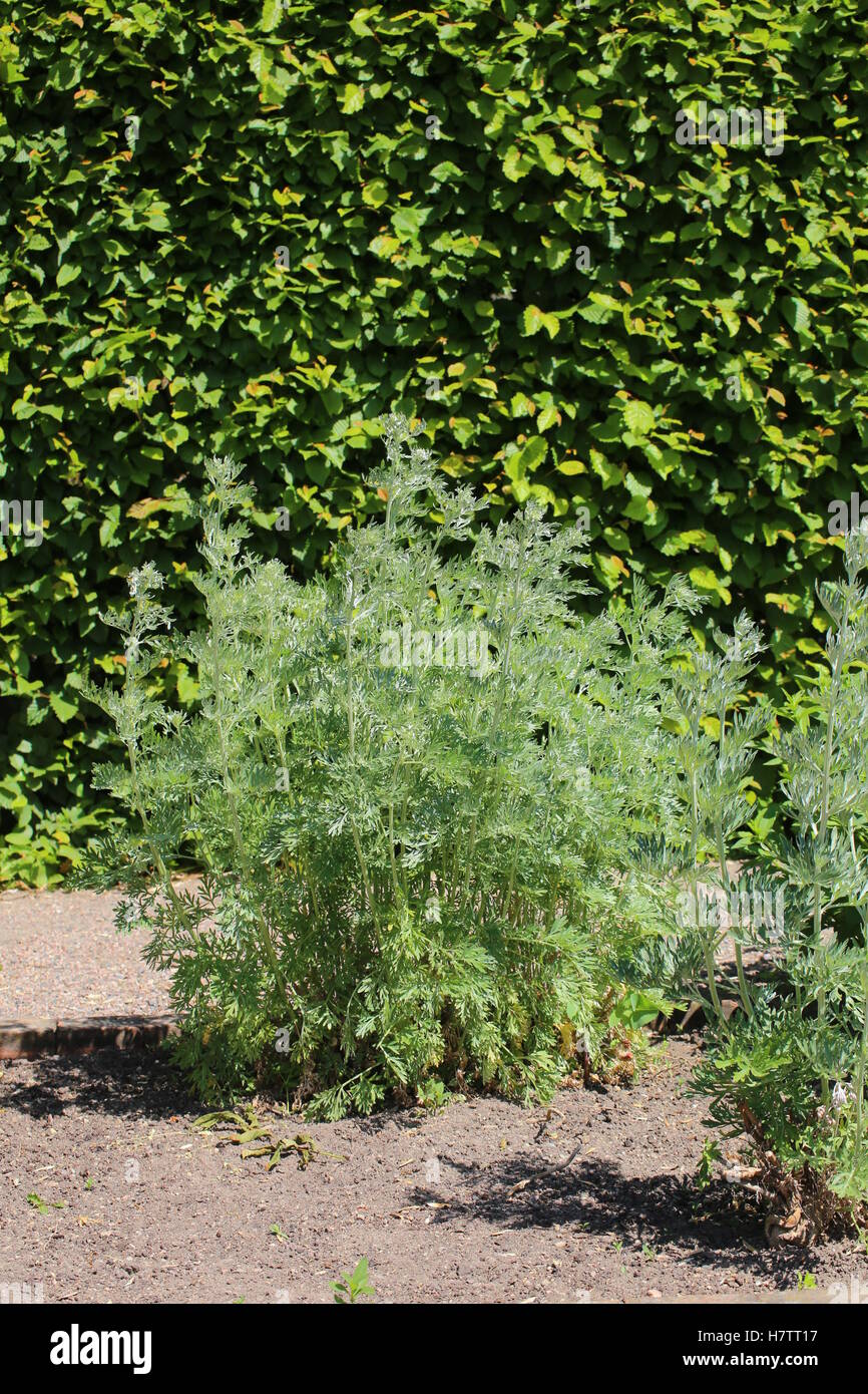 Artemisia absinthium (absinthe) plant in a herb garden. Stock Photo