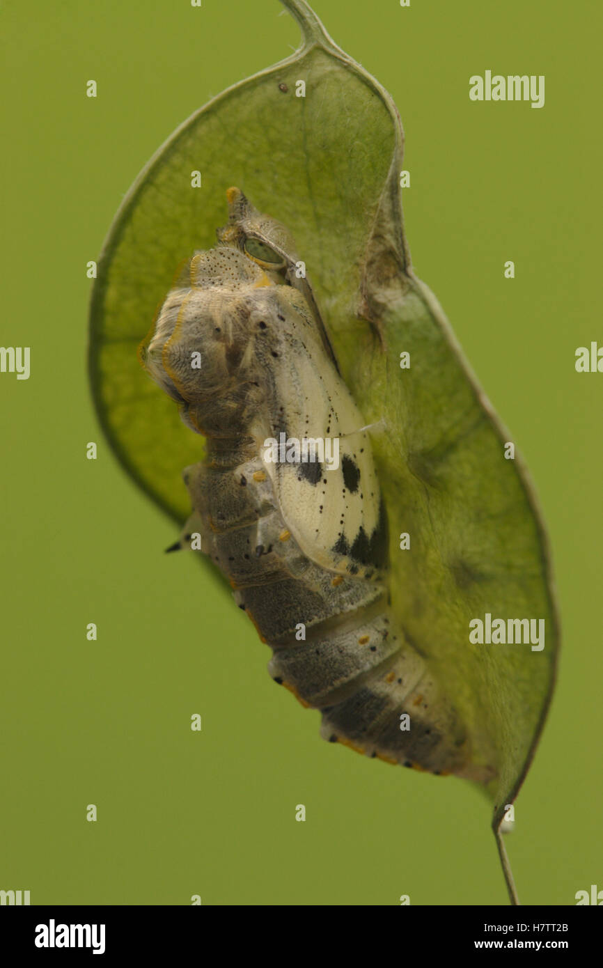 Cabbage Butterfly (Pieris brassicae) chrysalis with slight opening from