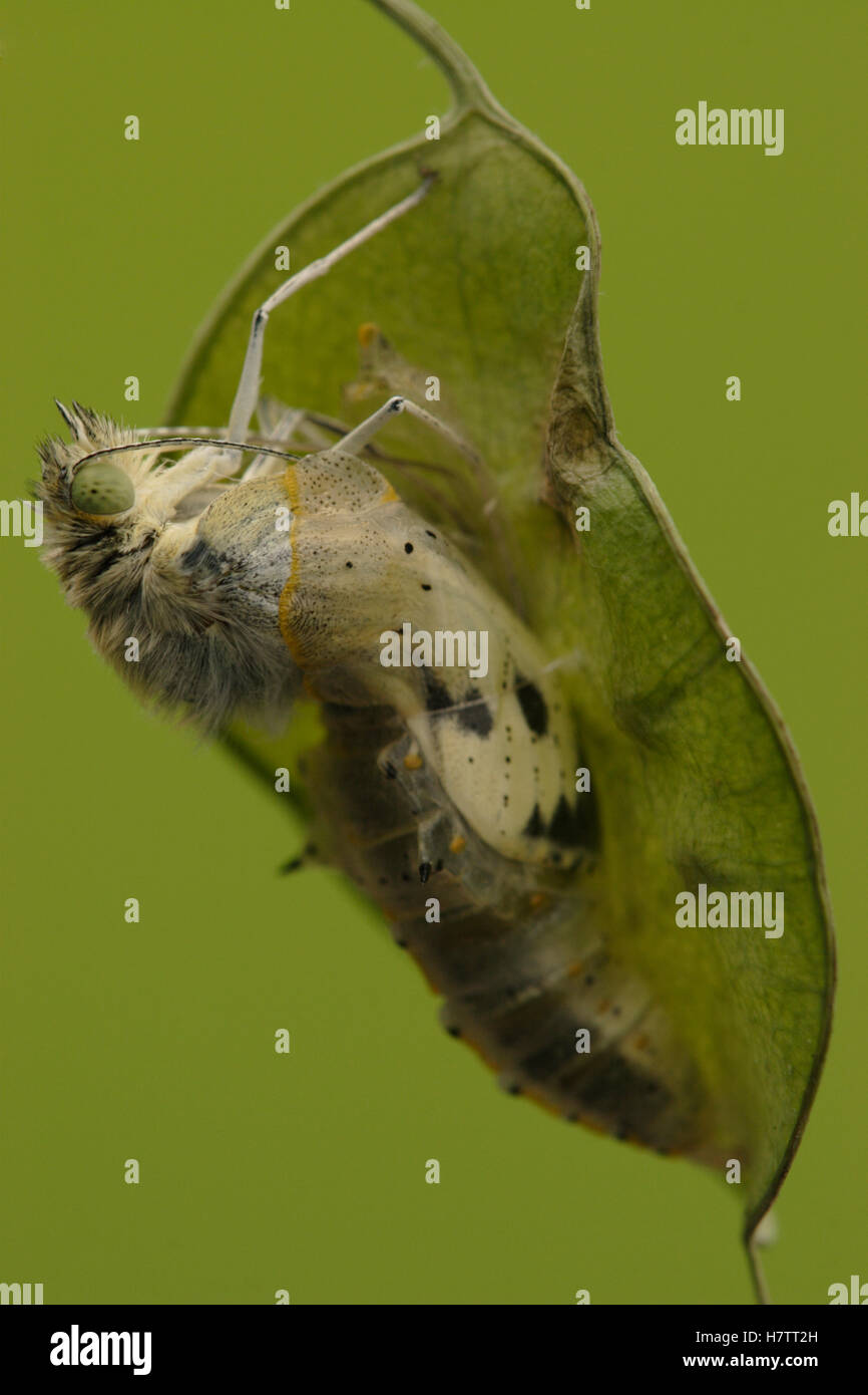 Cabbage Butterfly (Pieris brassicae) chrysalis with metamorphized