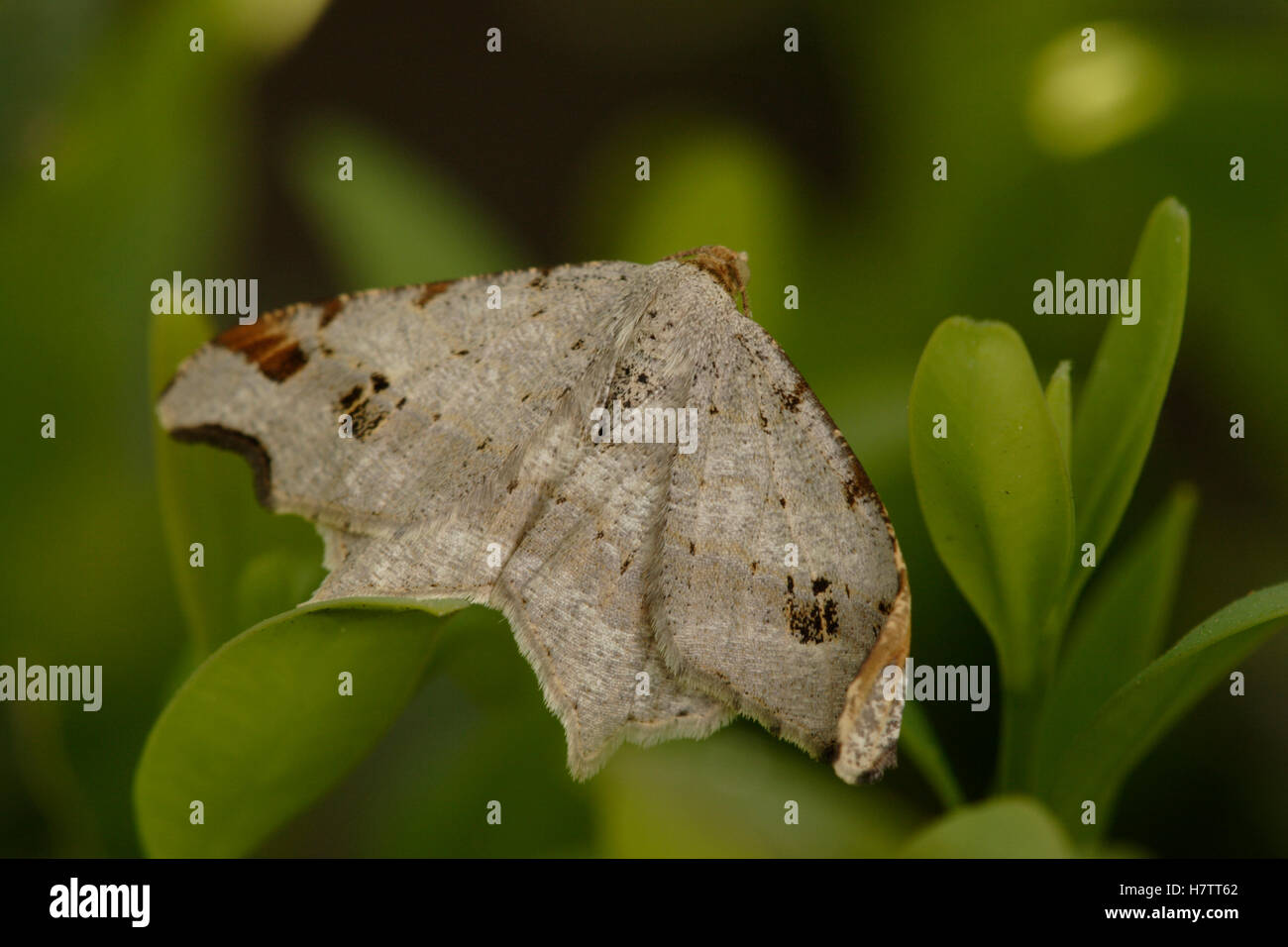 Peacock Moth (Macaria notata) sitting on a leaf, Netherlands Stock