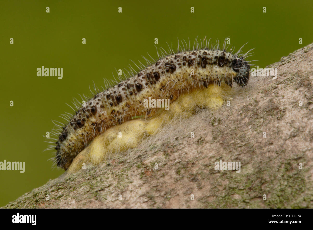 Wasp (Apanteles glomeratus) cocoons outside of Cabbage Butterfly