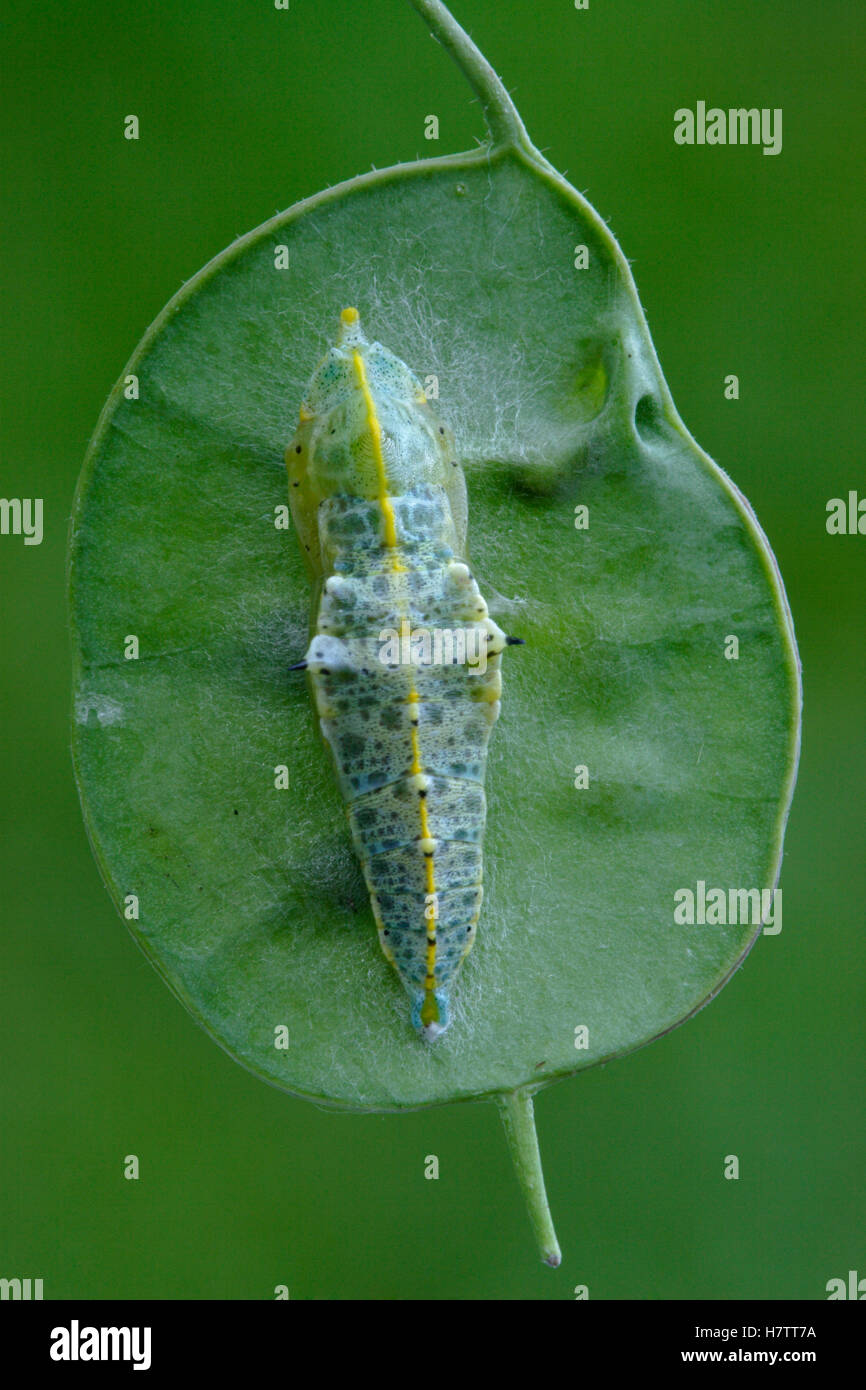 Cabbage Butterfly (Pieris brassicae) pupa attached to leaf, Netherlands