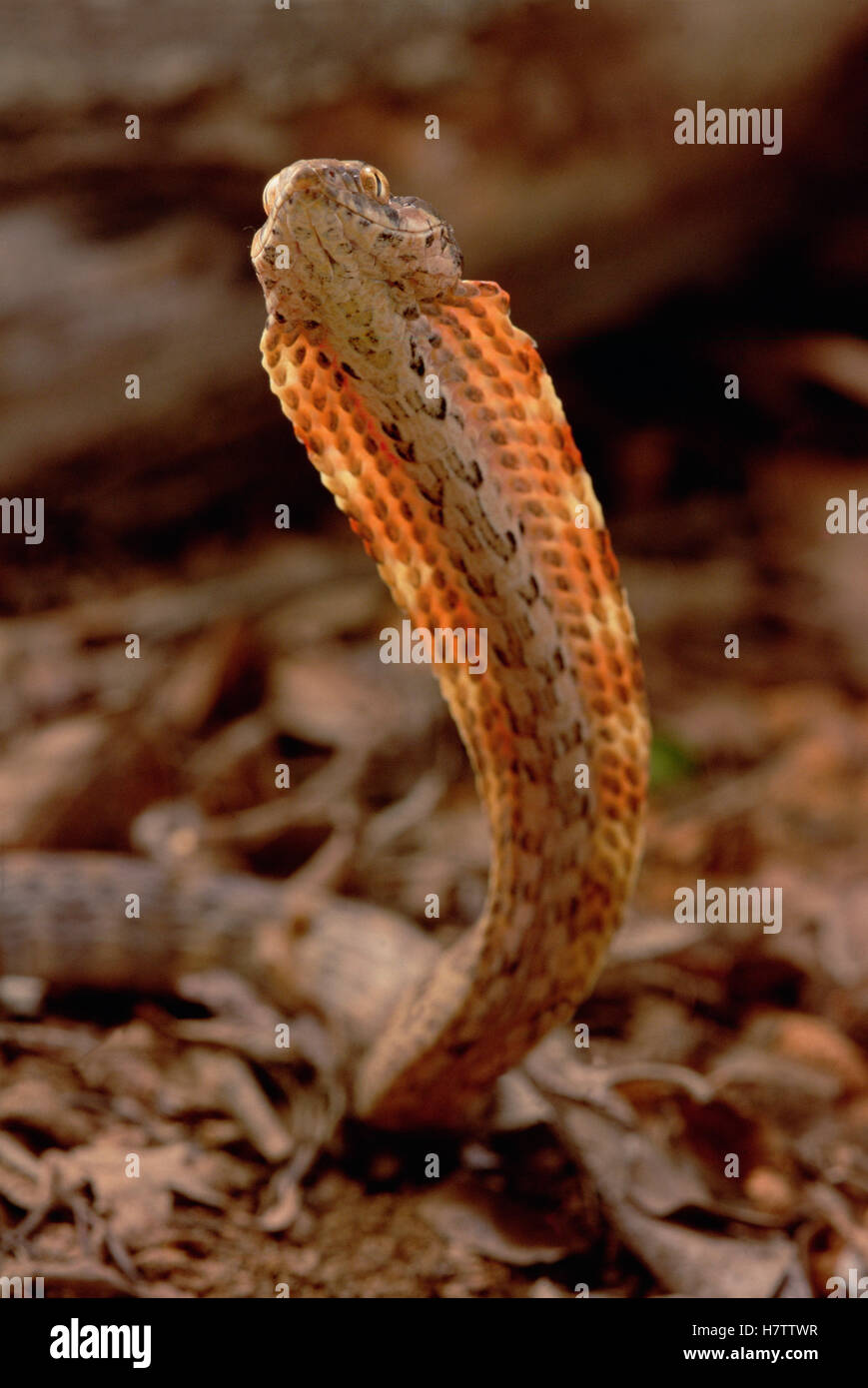 Northern Coastal House Snake (Thamnodynastes strigilis) rearing up in