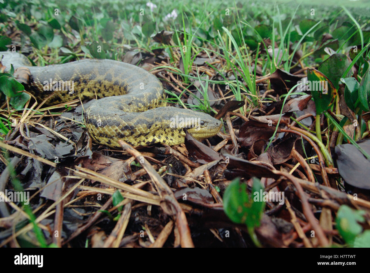 Green Anaconda (Eunectes murinus) moving through wetland vegetation