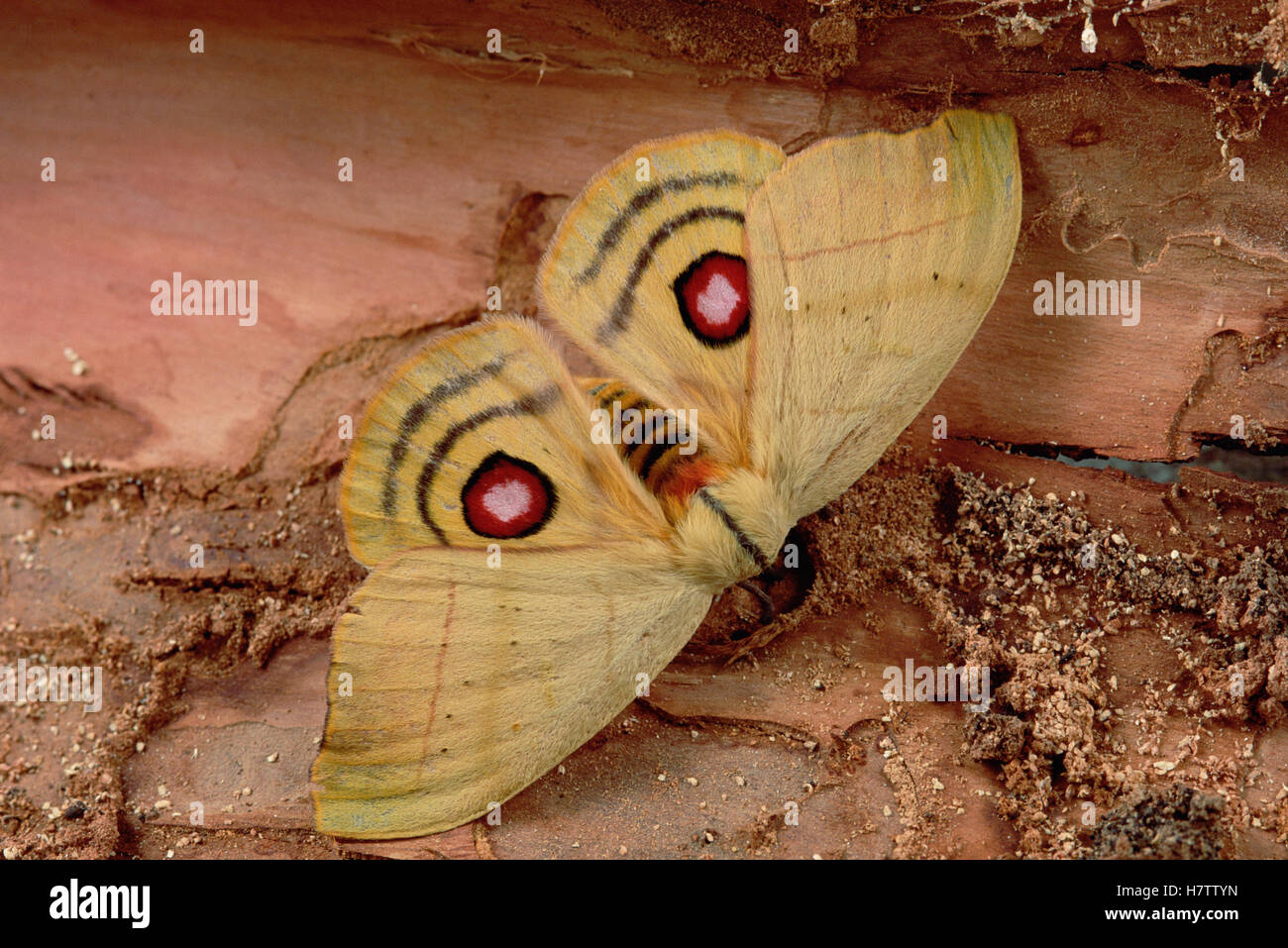 Saturniid Moth (Saturniidae) showing false eye spots on wings, Caatinga ...