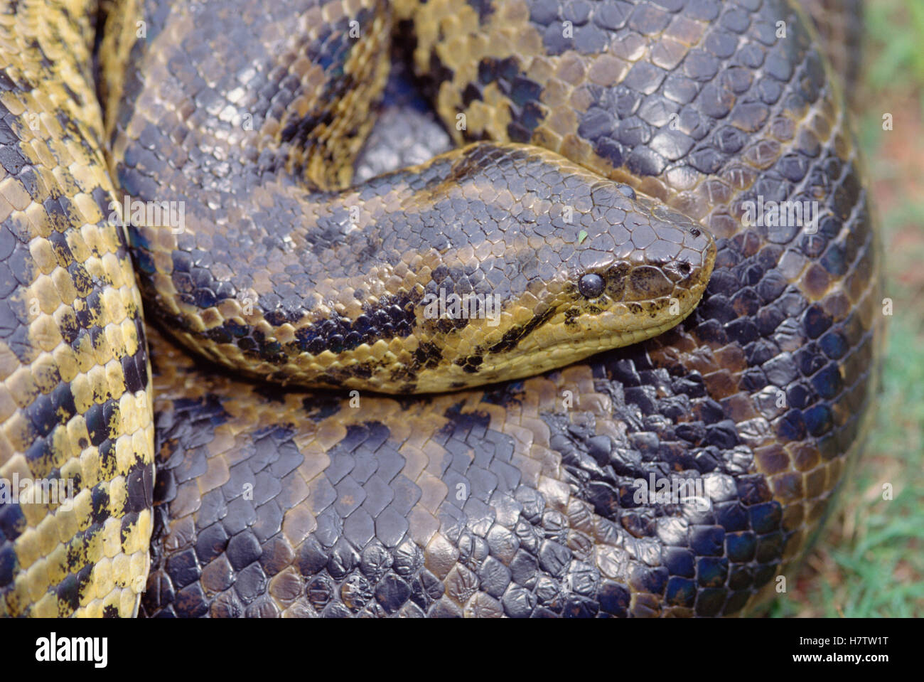 Green Anaconda (Eunectes murinus), Pantanal ecosystem, Brazil Stock ...