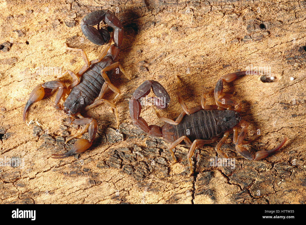 Thick-tailed Scorpion (Tityus bahiensis) pair, Caatinga ecosystem ...