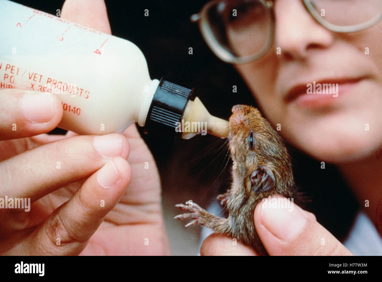 Image showcasing Animal rescue feeding small mammal, Balbina Dam Wildlife Rescue, Amazon ...