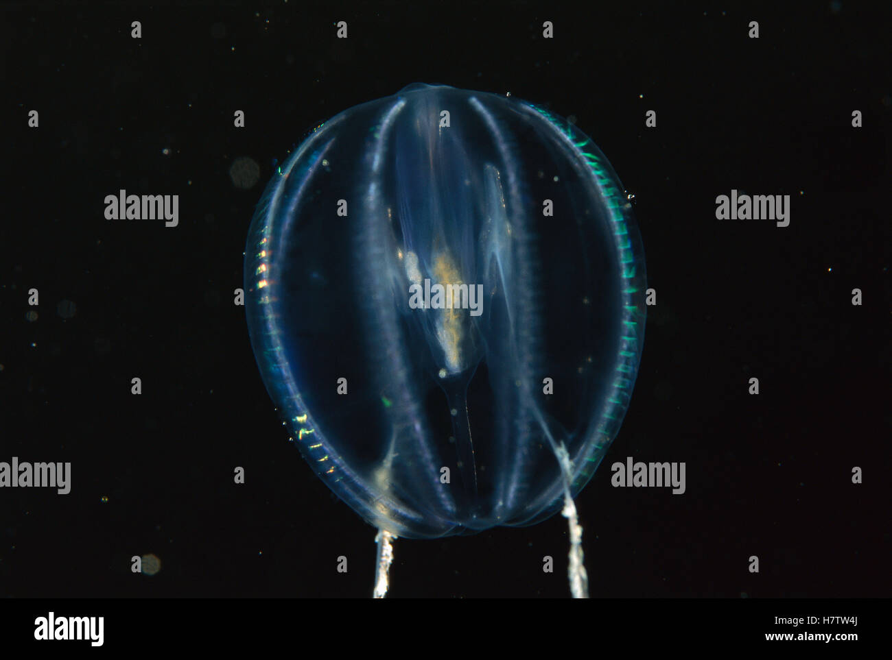 Gooseberry jellyfish High Resolution Stock Photography and Images Alamy