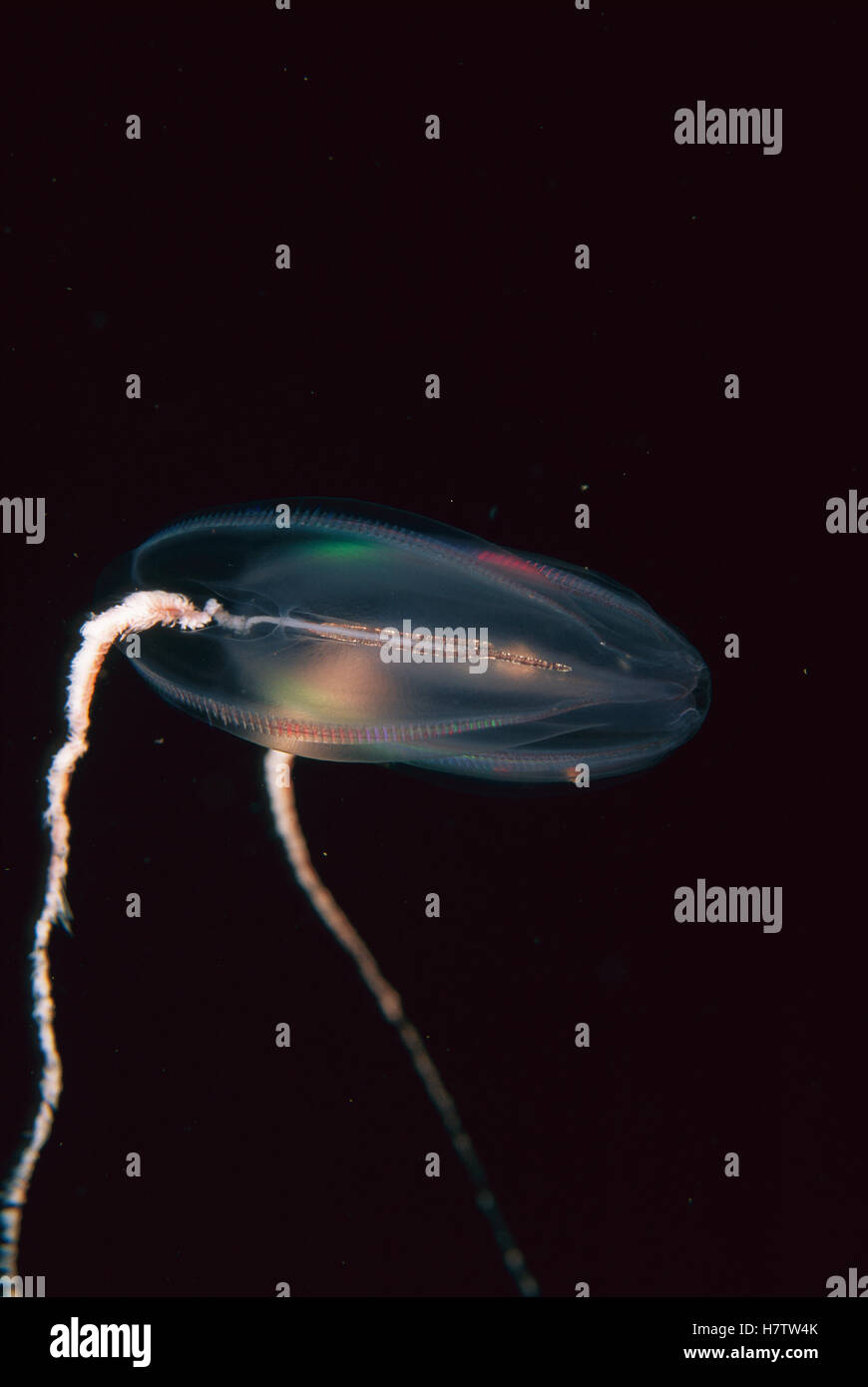 Comb Jelly (Mertensia ovum) with tentacles spread to catch prey, Nova