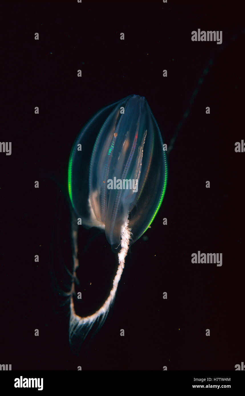 Comb Jelly (Mertensia ovum) with tentacles spread to catch prey, Nova