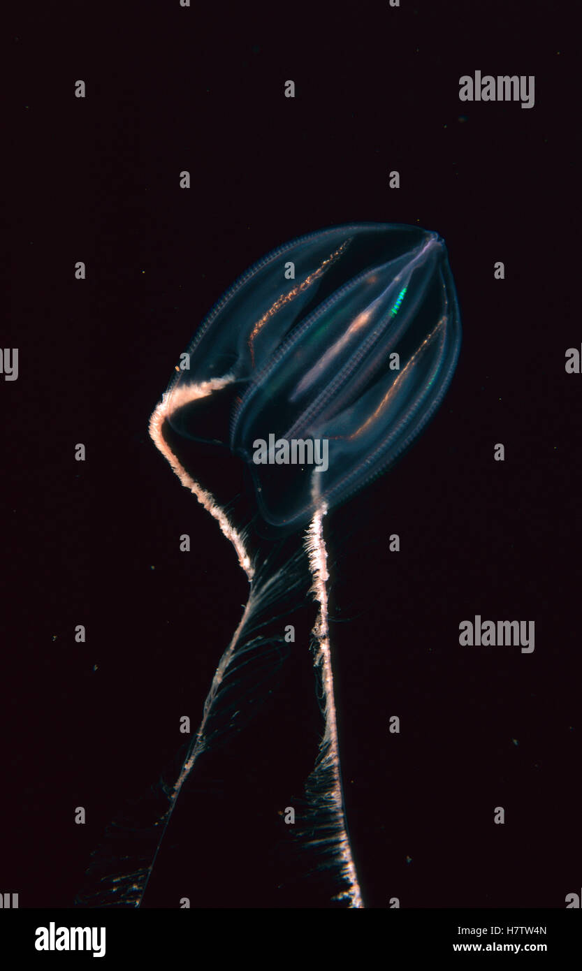 Comb Jelly (Mertensia ovum) with tentacles spread to catch prey, Nova Scotia, Canada Stock Photo