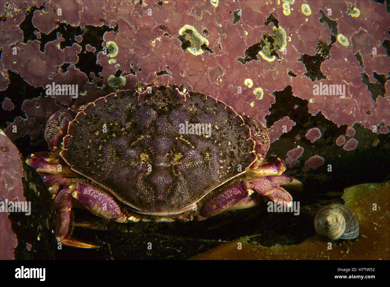 Atlantic Rock Crab (Cancer irroratus) on algae, Nova Scotia, Canada