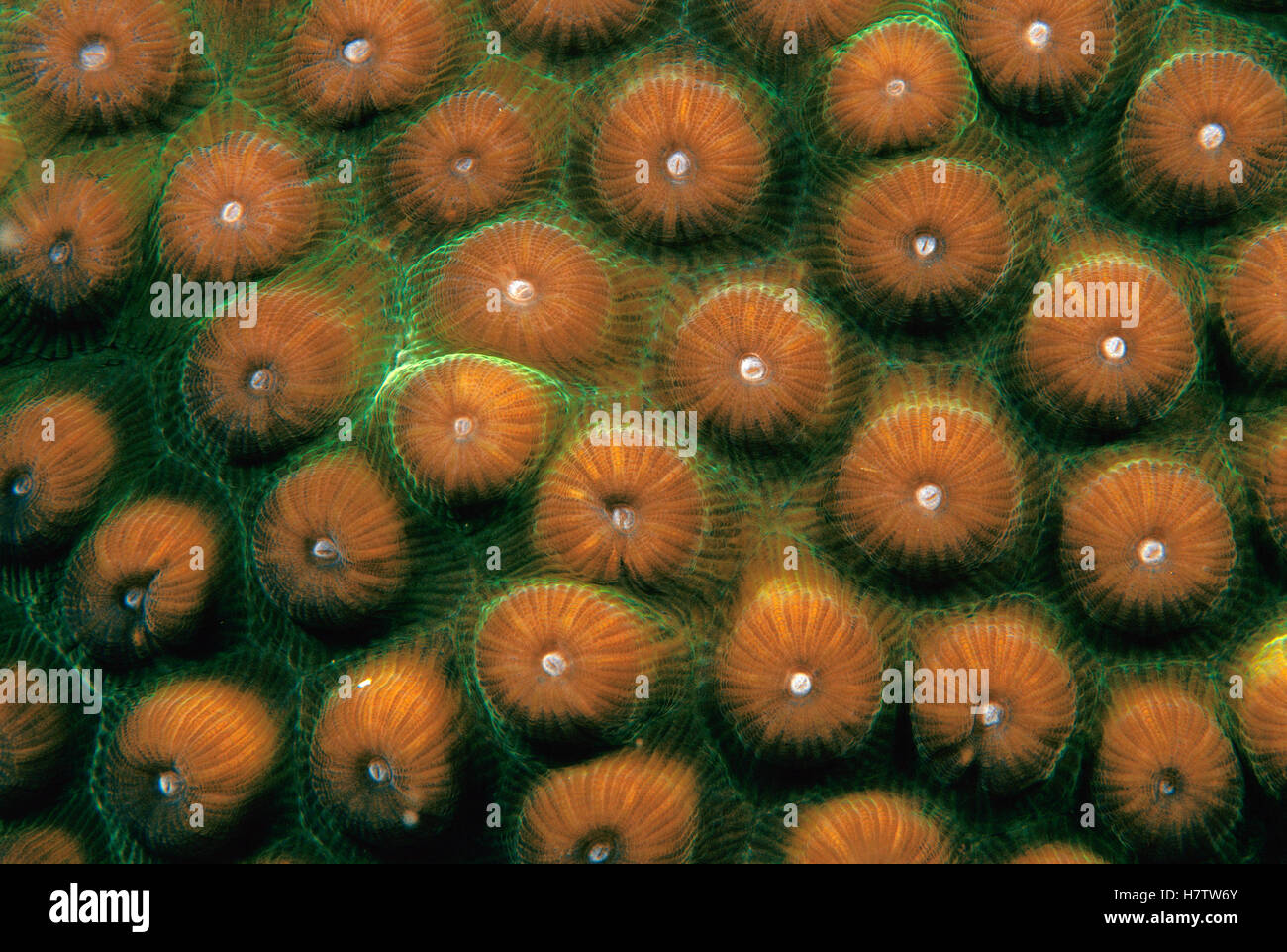 Coral polyp pattern, Bonaire, Caribbean Stock Photo - Alamy