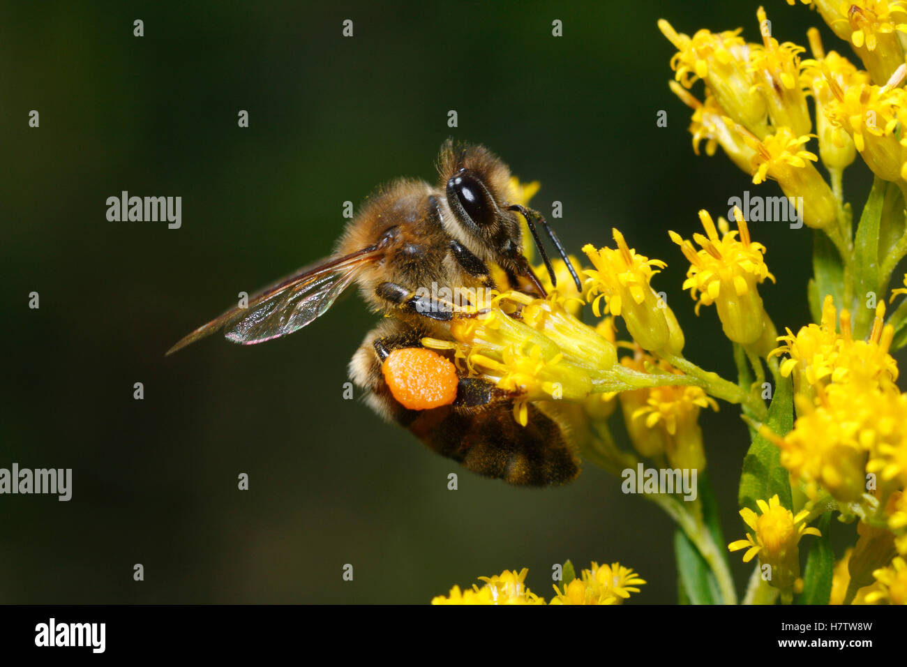Honey Bee (Apis mellifera) gathering pollen with pollen baskets on legs