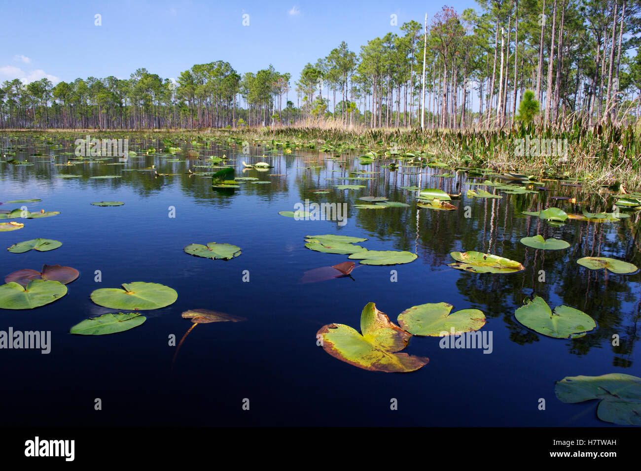 Lake with lily pads, southern Florida Stock Photo - Alamy