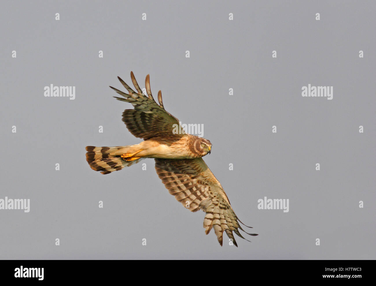 Northern Harrier (Circus cyaneus) female flying, Cape Cod