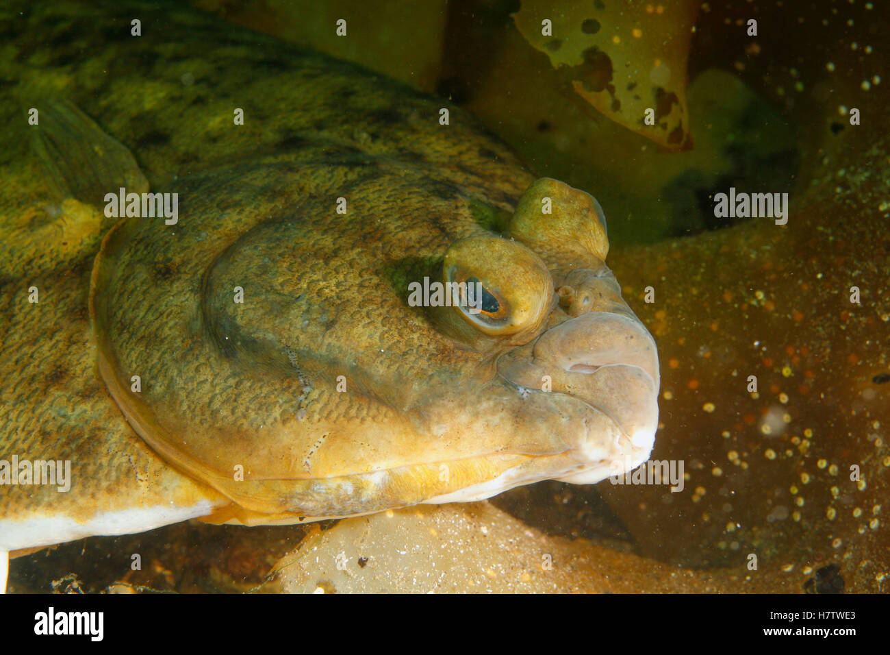 Winter Flounder (Pleuronectes americanus), Bay of Fundy, Nova Scotia