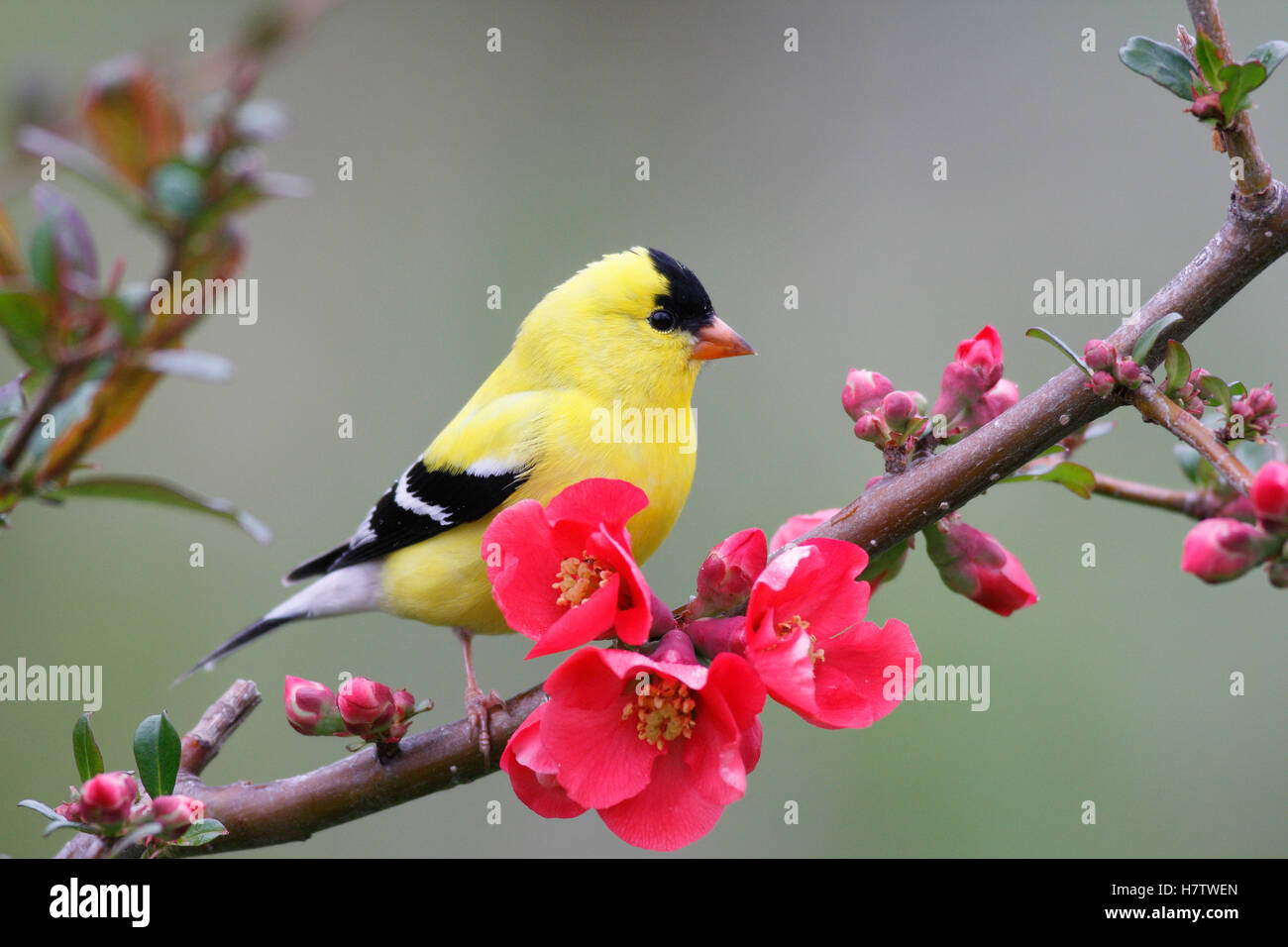 American Goldfinch (Carduelis tristis) male in breeding plumage, Nova