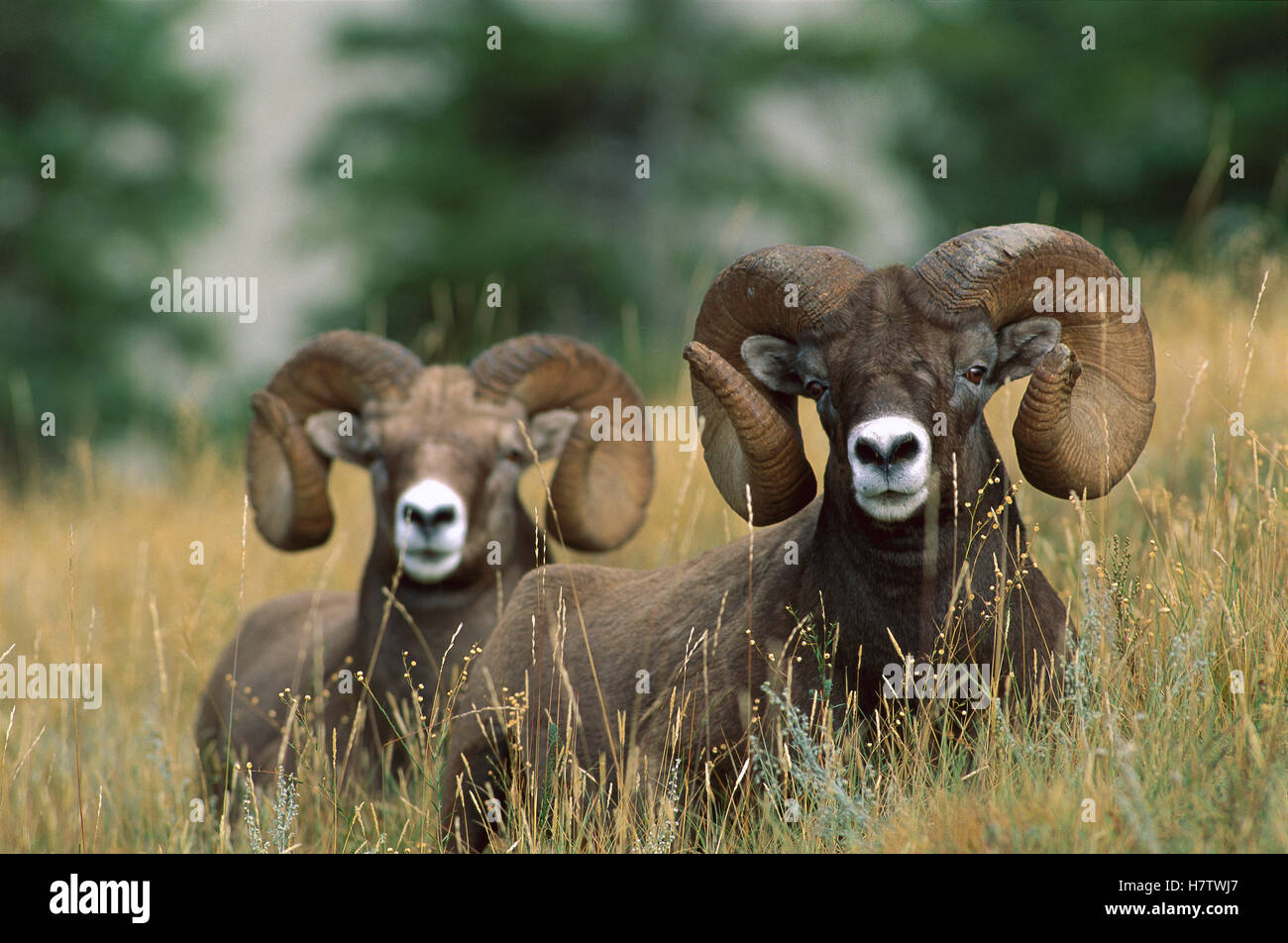 Bighorn Sheep (Ovis canadensis) two large rams reclining in grass Stock ...