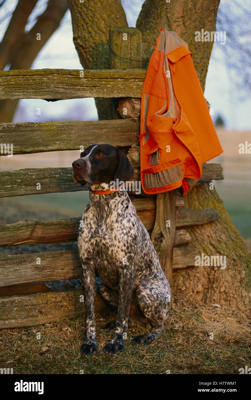 German Shorthaired Pointer (Canis familiaris) waiting by hunting vest