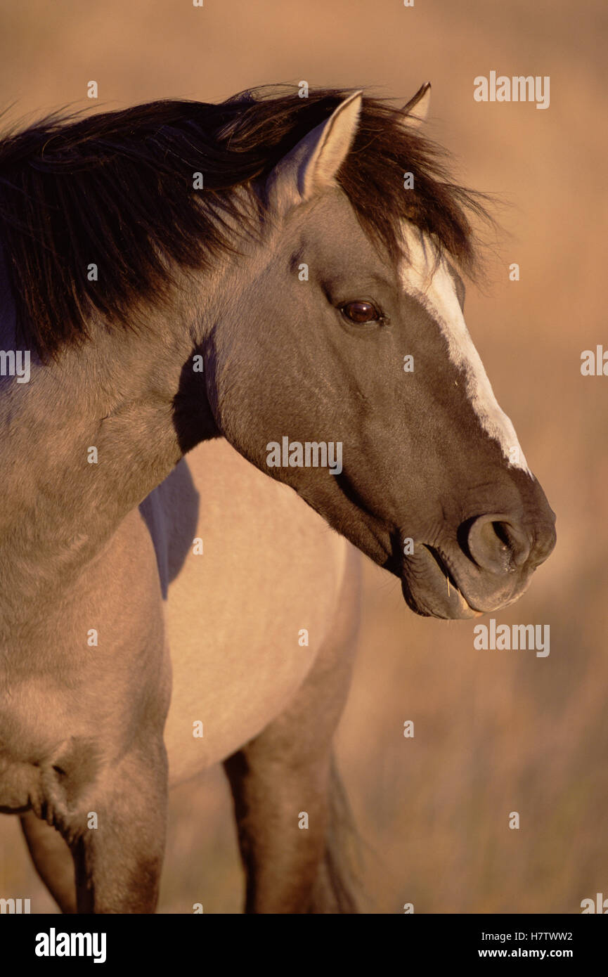 Mustang (Equus caballus) harem stallion portrait, autumn, Cayuse Ranch, Wyoming Stock Photo