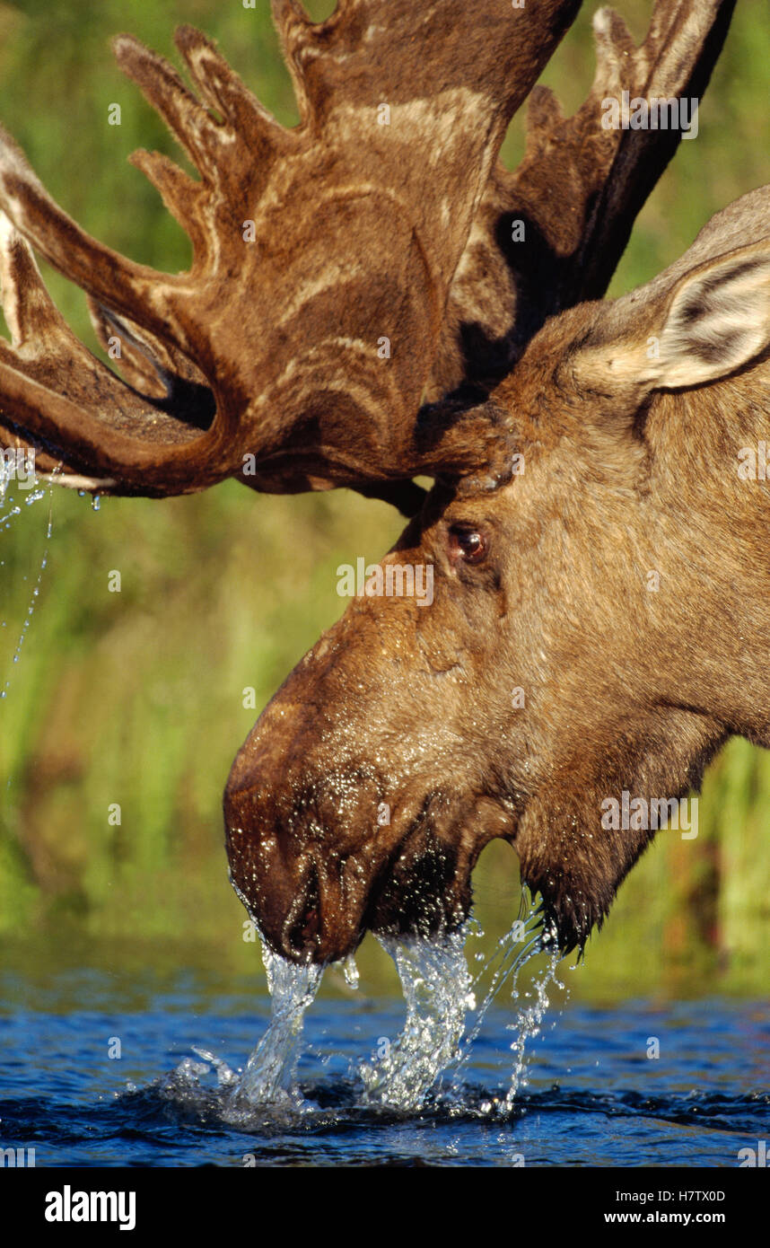 Alaska Moose (Alces alces gigas) old bull feeds in glacial kettle pond