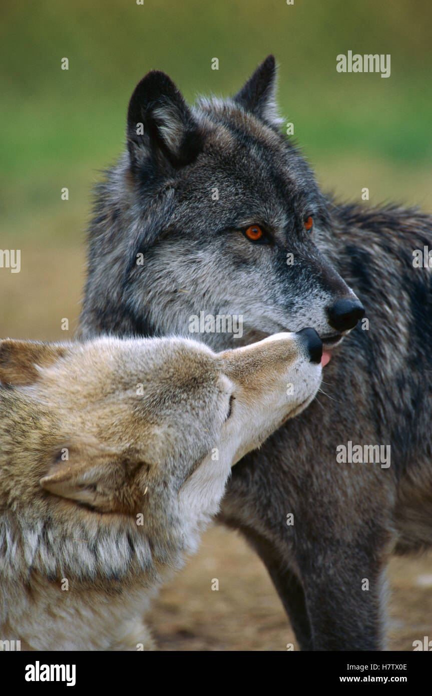 Wolf Submitting Timber Wolf (Canis lupus) female licking male signaling submission ...