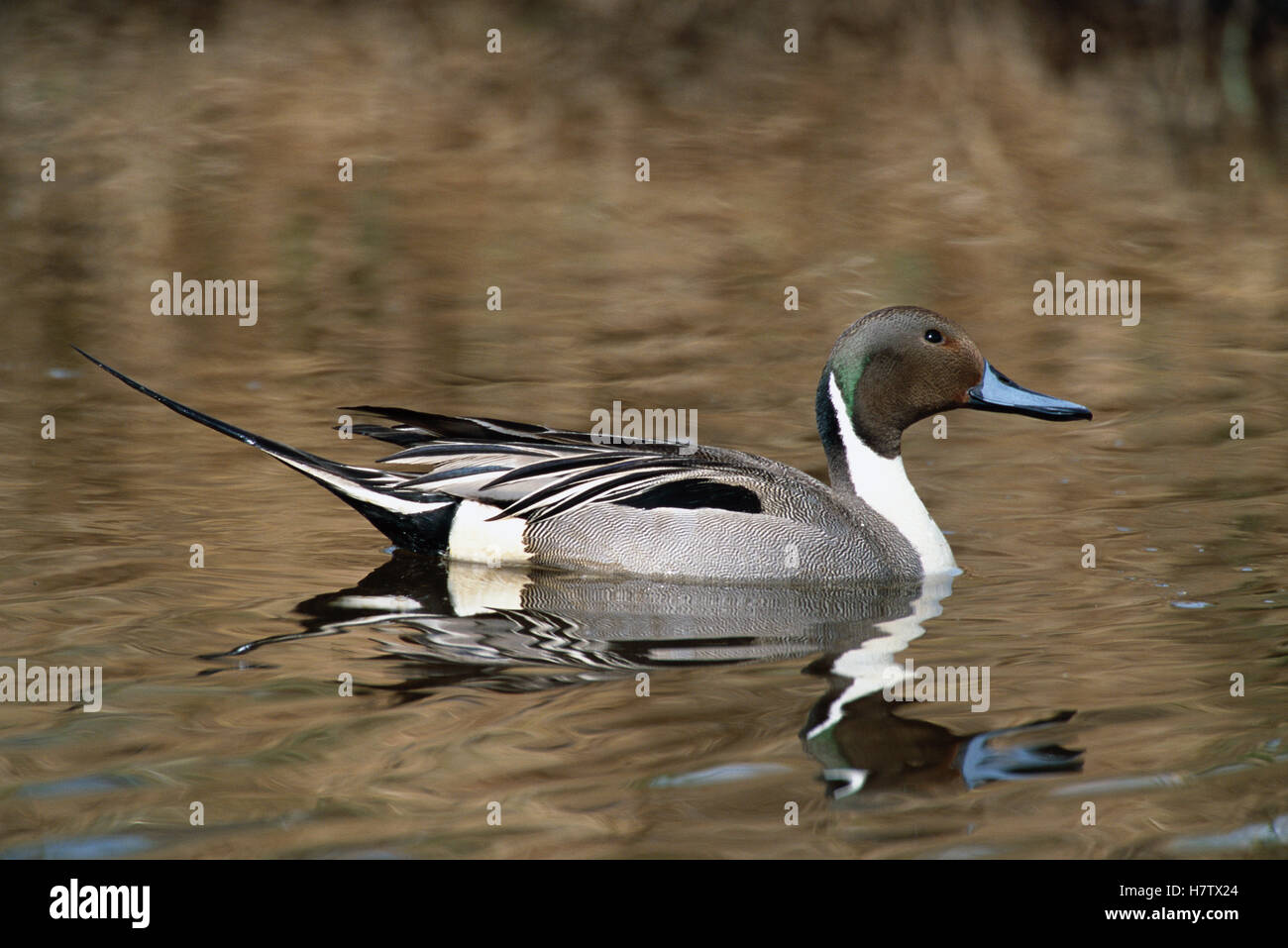 Northern Pintail (Anas acuta) male in glacial kettle pond, Denali