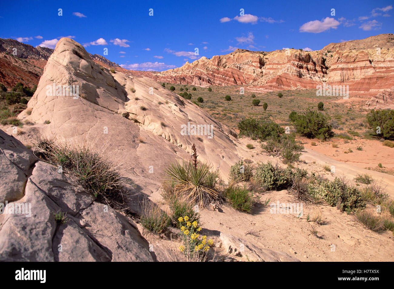 Chinle formation showing clearly defined layers of sandstone, Grand
