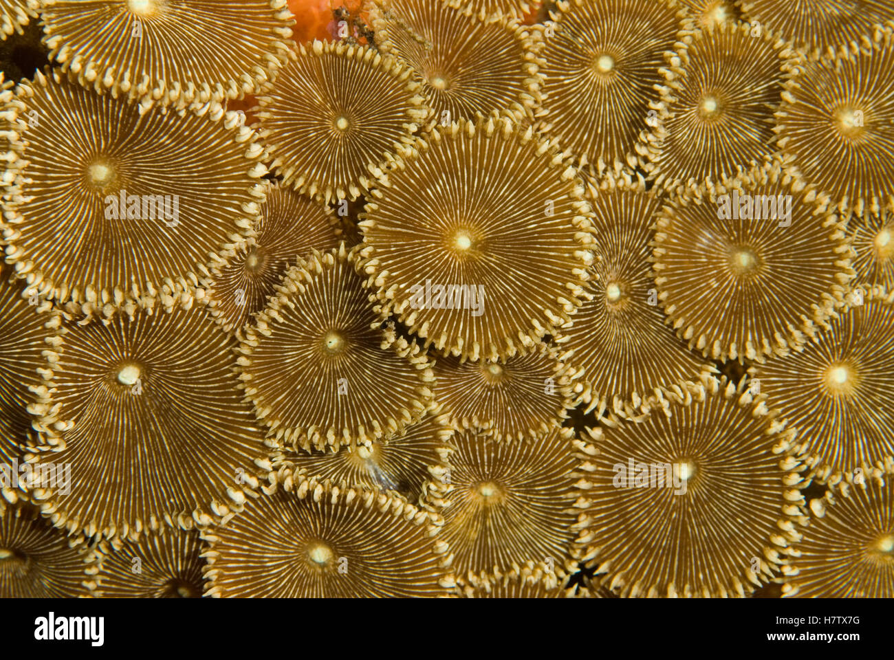 Button Polyp (Palythoa sp) colony, Komodo Island, Indonesia Stock Photo