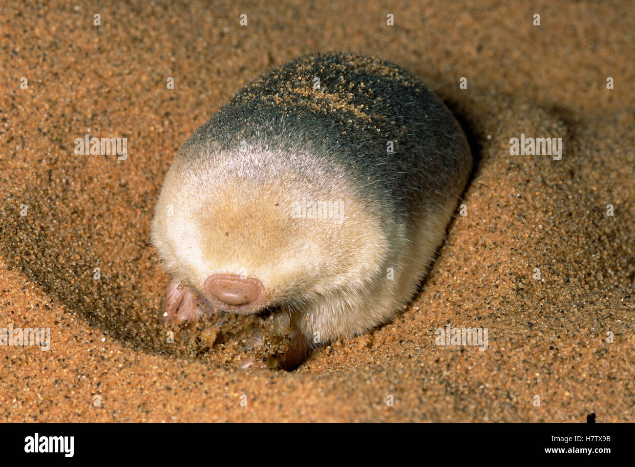 Predating Grant's Golden Mole (Eremitalpa granti) predating Namib Sand Gecko ...