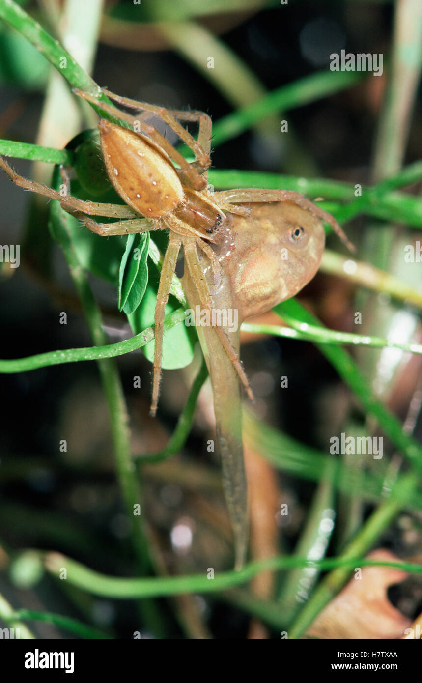 Predating Spiders Fishing Spider (Dolomedes sp) predating tadpole from seasonal pond ...