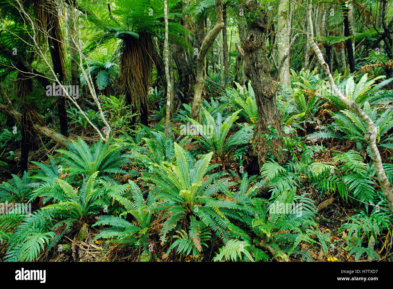 Tree Fern (Dicksonia sp) and ground cover of Crown Ferns (Blechnum discolor) in temperate rainforest, Stewart Island, New Stock Photo