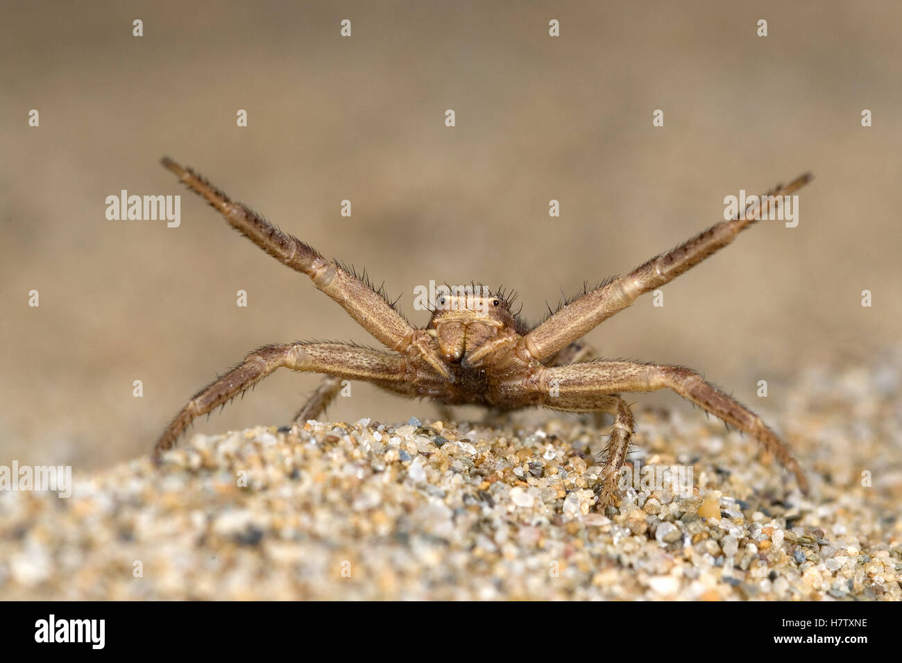 Crab Spider (Xysticus cristatus) in defensive position, Limburg