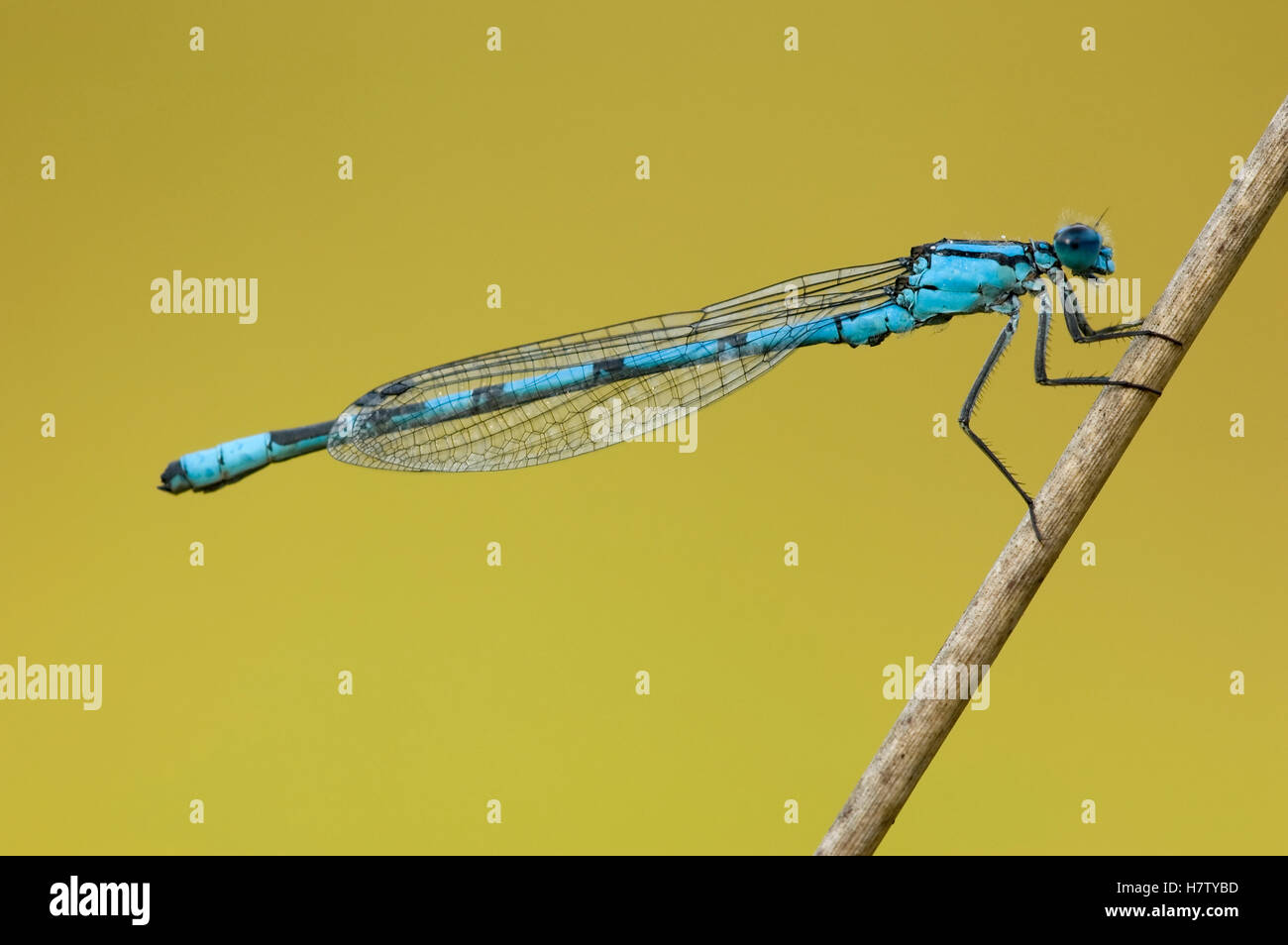 Common Blue Damselfly (Enallagma cyathigerum) on a blade of grass ...
