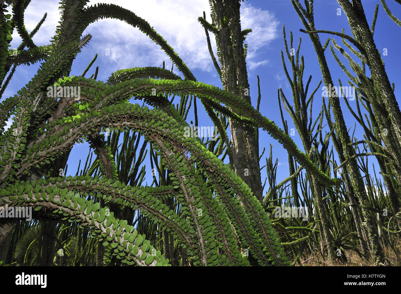 Madagascan Ocotillo (Alluaudia procera), Spiny Forest, Berenty Private