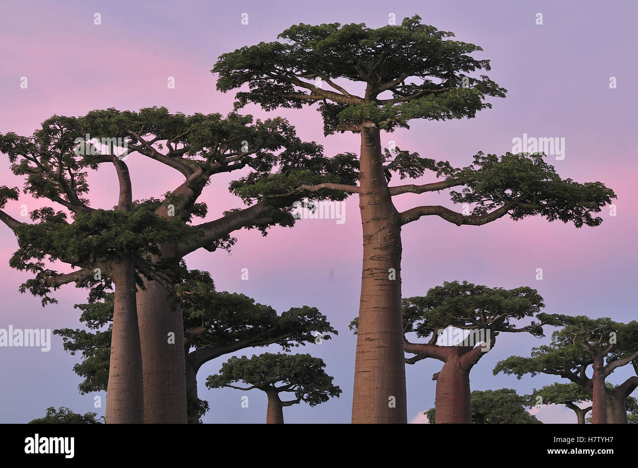 Grandidier's Baobab (Adansonia grandidieri) forest at sunset near ...