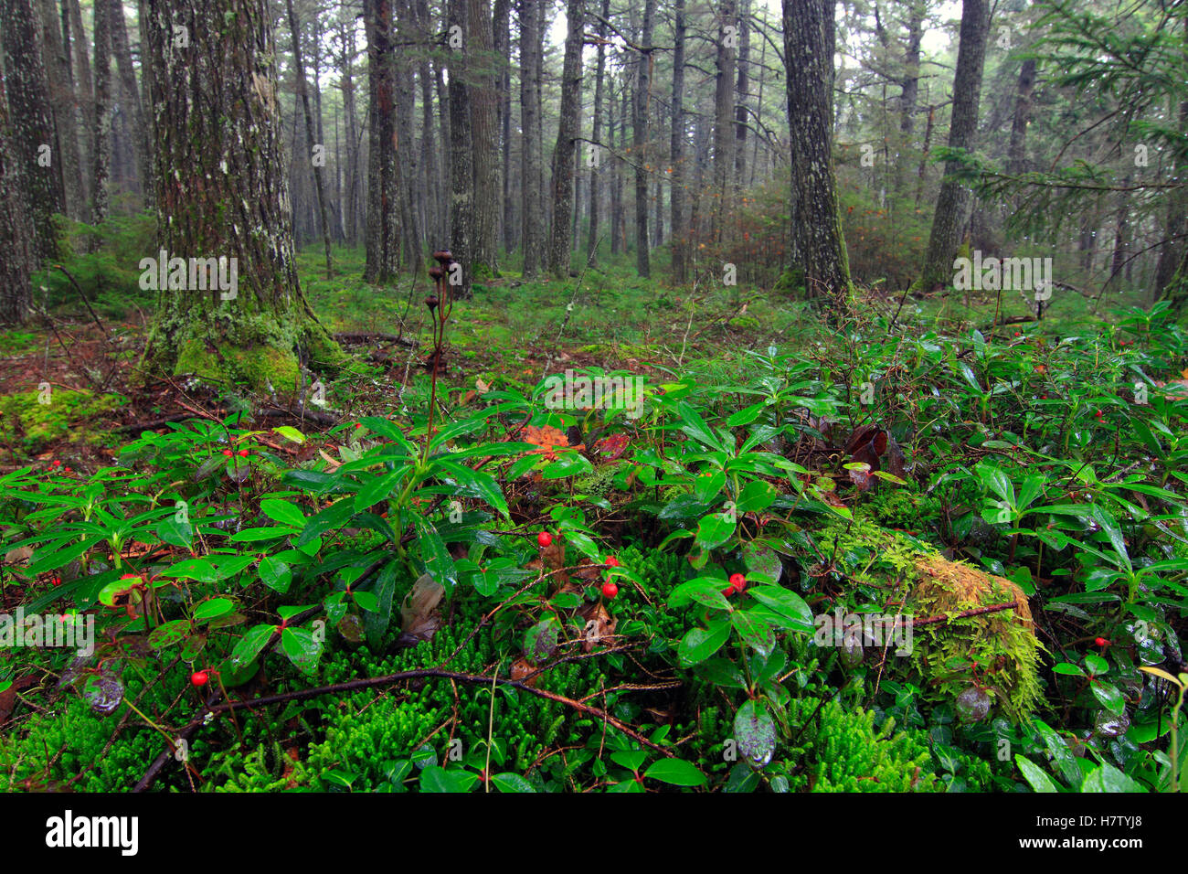 Berries in oldgrowth forest, Kejimkujik National Park, Nova Scotia