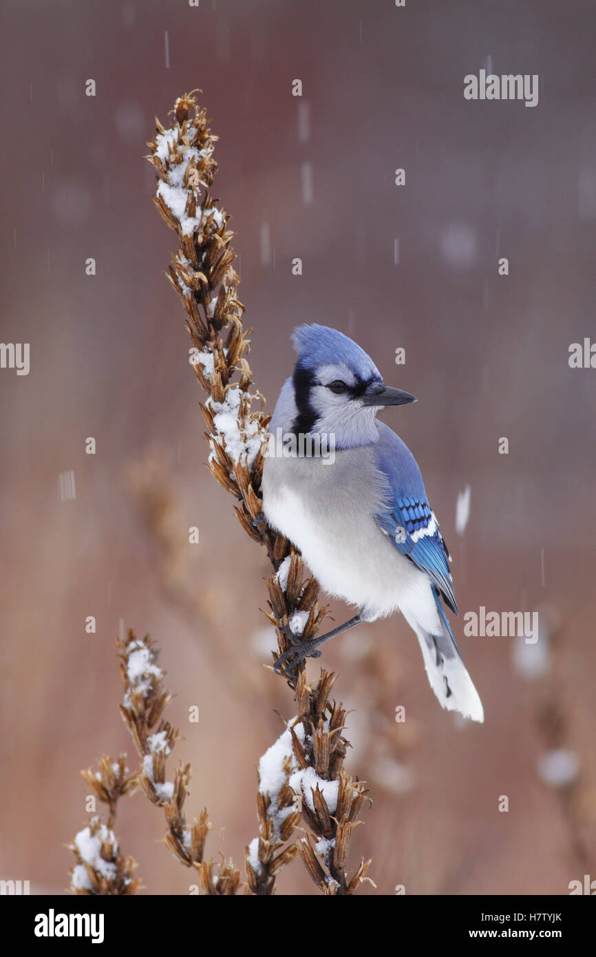 Blue Jay (Cyanocitta cristata) in winter, Nova Scotia, Canada Stock