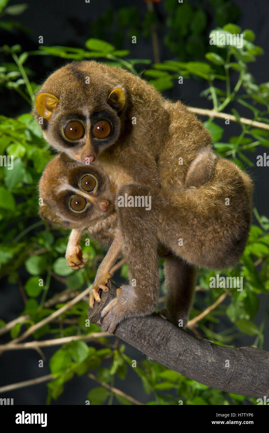 Slender Loris Loris Tardigradus Mother And Baby Native To Sri Lanka Stock Photo Alamy
