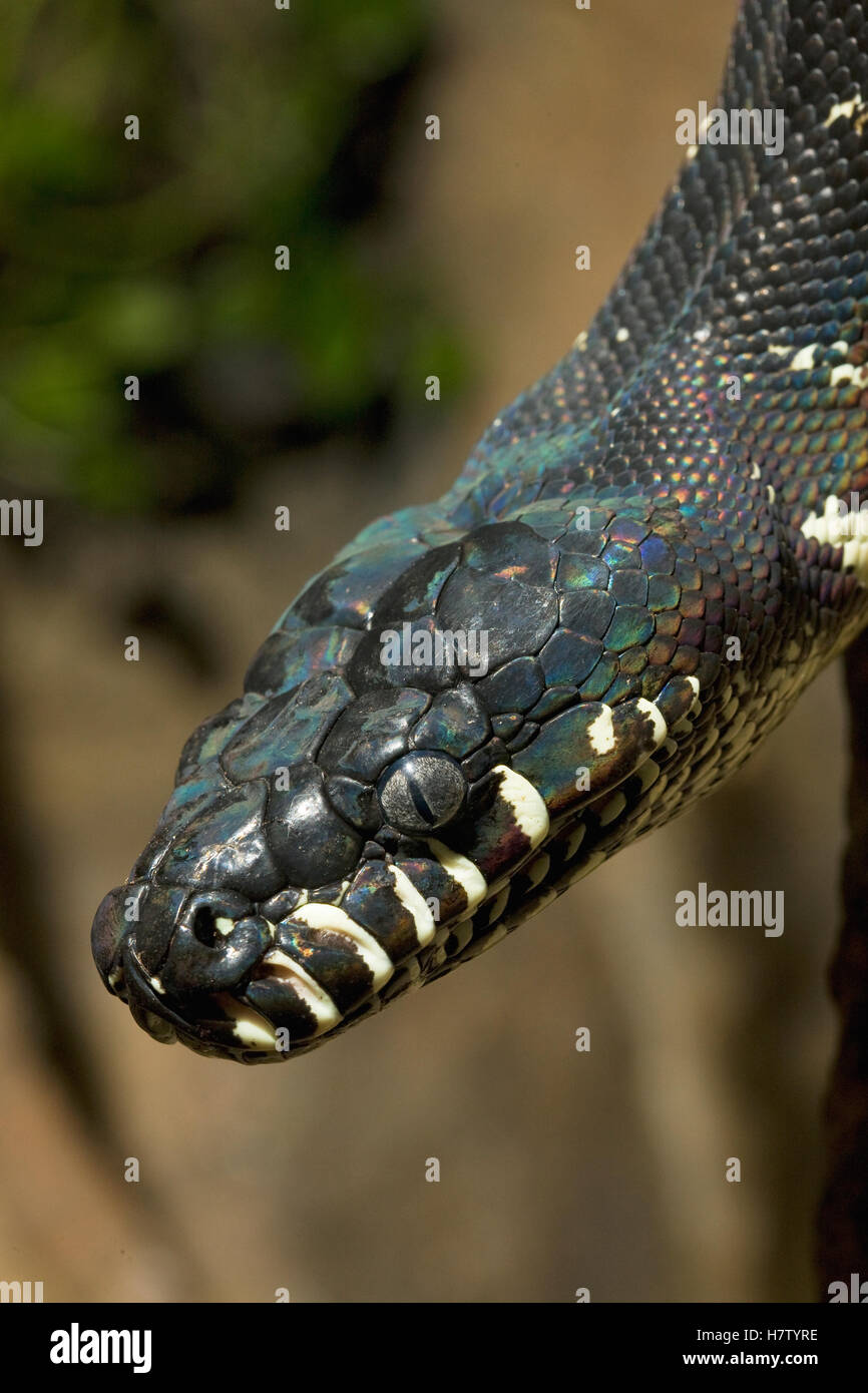 Boelen's Python (Morelia boeleni) portrait, native to New Guinea Stock ...
